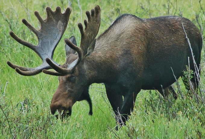 moose, Rocky Mountain NP